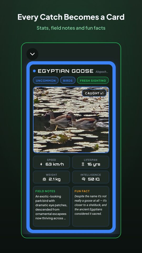 A catch card for an Egyptian Goose with stats, field notes and a fun fact